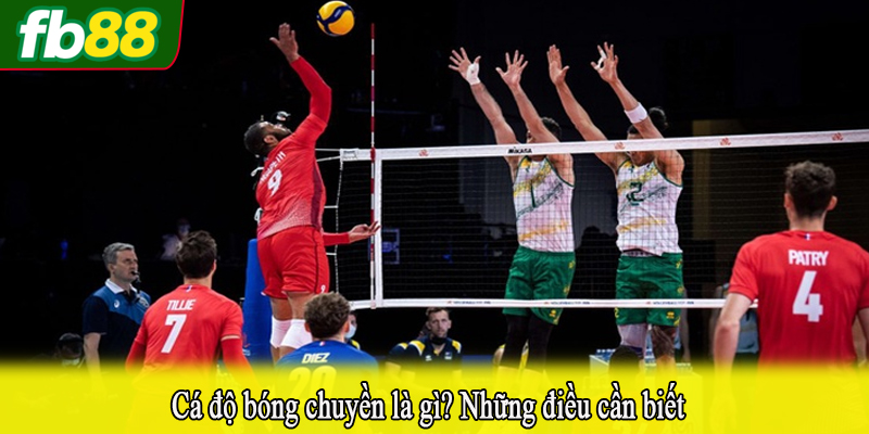 Cá độ bóng chuyền là gì? Những điều cần biết